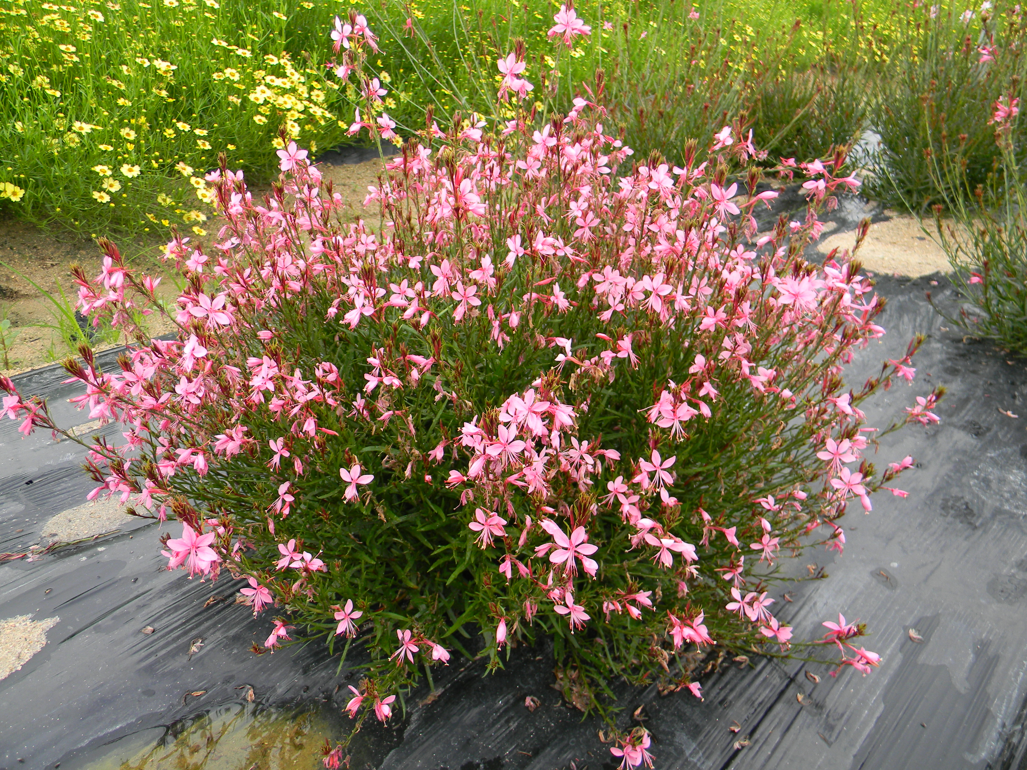 Gaura lindheimeri ‘Baby Purple’
